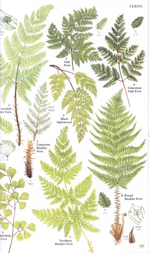 Wild Flowers of Britain and Ireland, 2nd Ed. - Blamey 2013